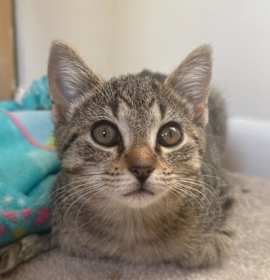 Photo of Daphne Forrester