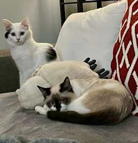 Photo of Zorro & Hidalgo (Zora & Hildy)