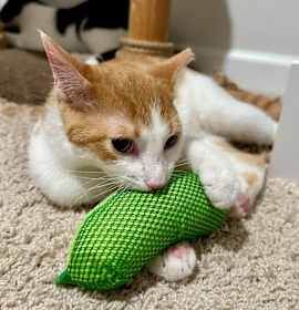 Photo of Pumpkin Boland