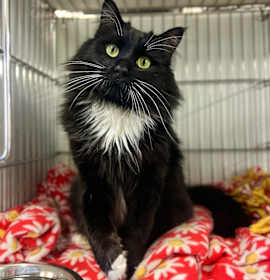 Photo of Monty aka Lord Montgomery of Meowshire