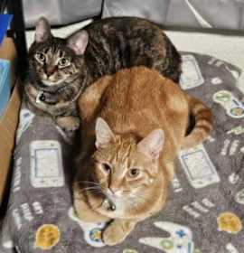 Photo of Spice 2.0 & Sofia