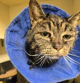 Photo of Onyx Boo-Boo