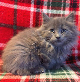 Photo of Buddy the Elf