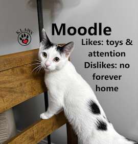 Photo of Moodle