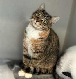 Photo of Sweet Pea In A Pod