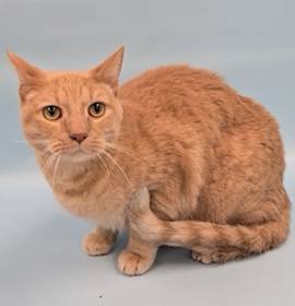 Photo of Fred Rogers