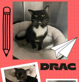 Photo of Drac