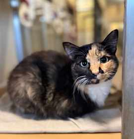 Photo of Tri Cabrera