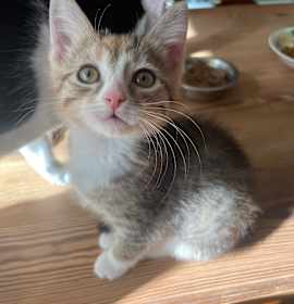 Photo of Minnow Lent -TL