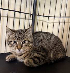 Photo of Hawk Bowers