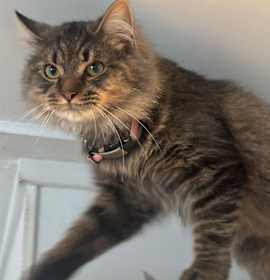 Photo of Dutch 92C25