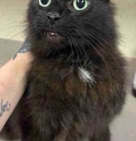 Photo of Autra Sonic