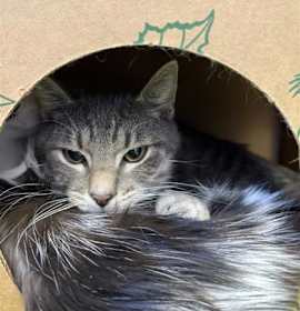 Photo of Mashed Potatoes