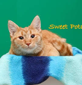 Photo of Sweet Potato
