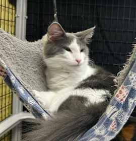 Photo of Morning Glory