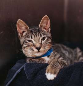 Photo of 88978a Vitamin K