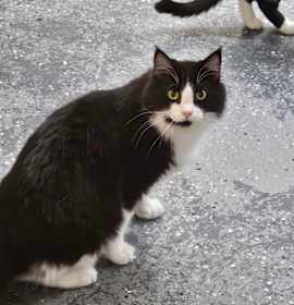 Photo of Francisco (NEED PHOTO)