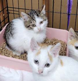 Photo of 2025-169 Alvi