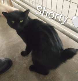Photo of Shorty *fee waived*