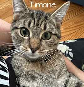Photo of Timone