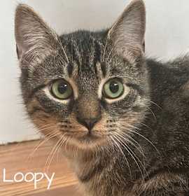 Photo of Loopy