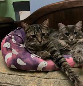 Photo of Toby & Fonzy - bonded brother teenagers