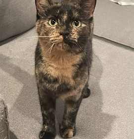 Photo of Marmalade (Marmie)