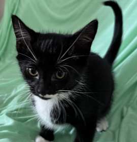 Photo of Sir Stache KA