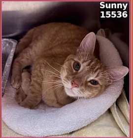 Photo of Sunny (655)