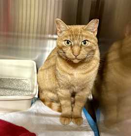 Photo of Mustard Jonkers (Oak)