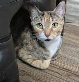 Photo of Tootsie Roll