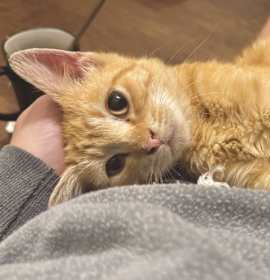 Photo of Tin Cup (Belly rubs, pls!)