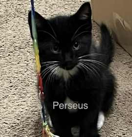 Photo of Perseus OBCR-1665