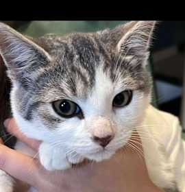 Photo of Smokey OBCR-1770