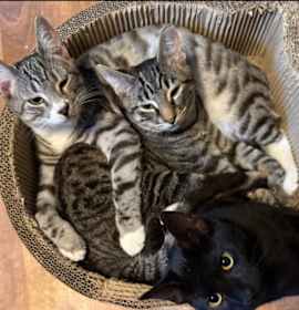 Photo of Cheetah, Spudz, and Lil Shrub