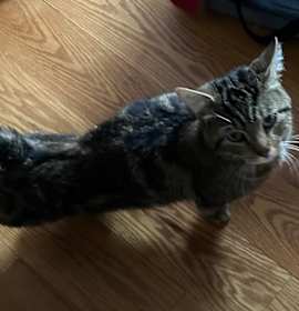 Photo of P.J. Barnes 