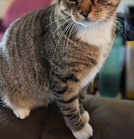 Photo of Big Boy 8898