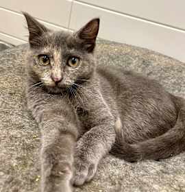 Photo of Quarter Pounder