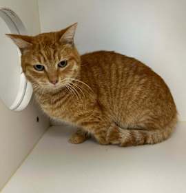 Photo of TXAC-Stray-19517