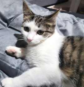 Photo of Butterfinger