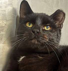 Photo of  Zorro 113C25