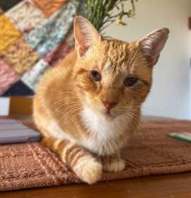 Photo of Pina Colada