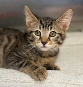 Photo of Apple Cider