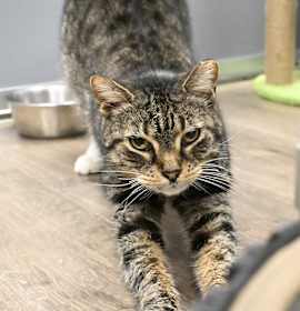 Photo of Angela (In Foster)