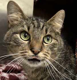 Photo of Victor Doom