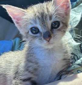 Photo of Franken Berry