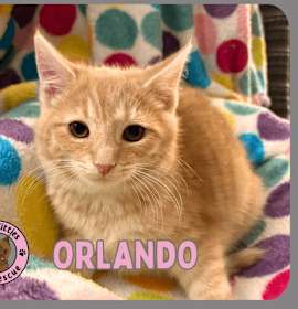 Photo of Orlando