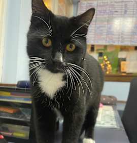 Photo of Leonardo DeCatrio