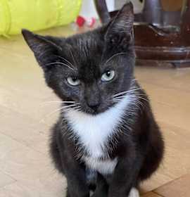 Photo of Puppy (Elizabeth litter)