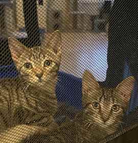 Photo of Bean bonded pair with Chimander